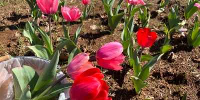 photo shows three pink and red tulips in a basket sitting amid pink tulips.