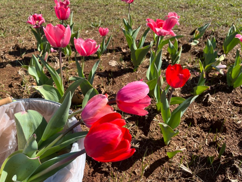 photo shows three pink and red tulips in a basket sitting amid pink tulips.