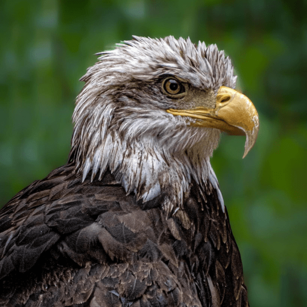 Photo Courtesy of Alabama Wildlife Center